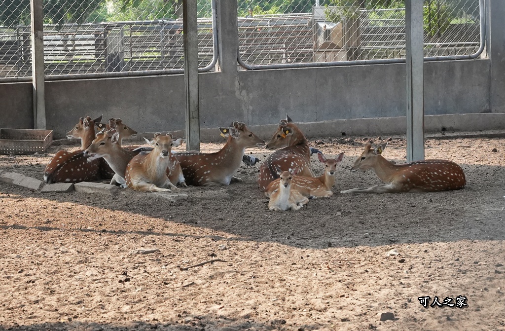 布拉安格園區,金牪餐廳,金門一日遊,金門免門票,金門動物園,金門好玩,金門打卡景點,金門旅遊,金門景點,金門溜滑梯,金門畜產試驗所,金門縣畜產試驗所,金門美食,金門親子景點,金門餵動物 布拉安格園區,金牪餐廳,金門一日遊,金門免門票,金門動物園,金門好玩,金門打卡景點,金門旅遊,金門景點,金門溜滑梯,金門畜產試驗所,金門縣畜產試驗所,金門美食,金門親子景點,金門餵動物