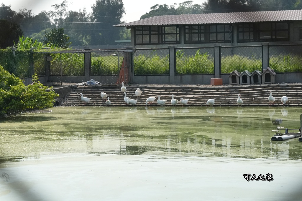 布拉安格園區,金牪餐廳,金門一日遊,金門免門票,金門動物園,金門好玩,金門打卡景點,金門旅遊,金門景點,金門溜滑梯,金門畜產試驗所,金門縣畜產試驗所,金門美食,金門親子景點,金門餵動物 布拉安格園區,金牪餐廳,金門一日遊,金門免門票,金門動物園,金門好玩,金門打卡景點,金門旅遊,金門景點,金門溜滑梯,金門畜產試驗所,金門縣畜產試驗所,金門美食,金門親子景點,金門餵動物