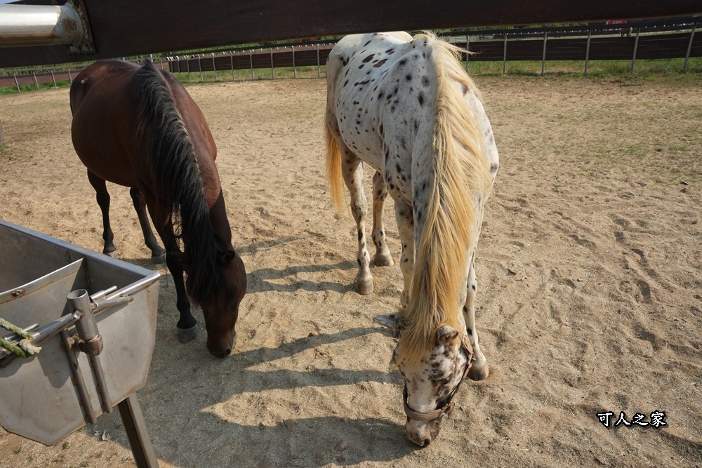 布拉安格園區,金牪餐廳,金門一日遊,金門免門票,金門動物園,金門好玩,金門打卡景點,金門旅遊,金門景點,金門溜滑梯,金門畜產試驗所,金門縣畜產試驗所,金門美食,金門親子景點,金門餵動物 布拉安格園區,金牪餐廳,金門一日遊,金門免門票,金門動物園,金門好玩,金門打卡景點,金門旅遊,金門景點,金門溜滑梯,金門畜產試驗所,金門縣畜產試驗所,金門美食,金門親子景點,金門餵動物
