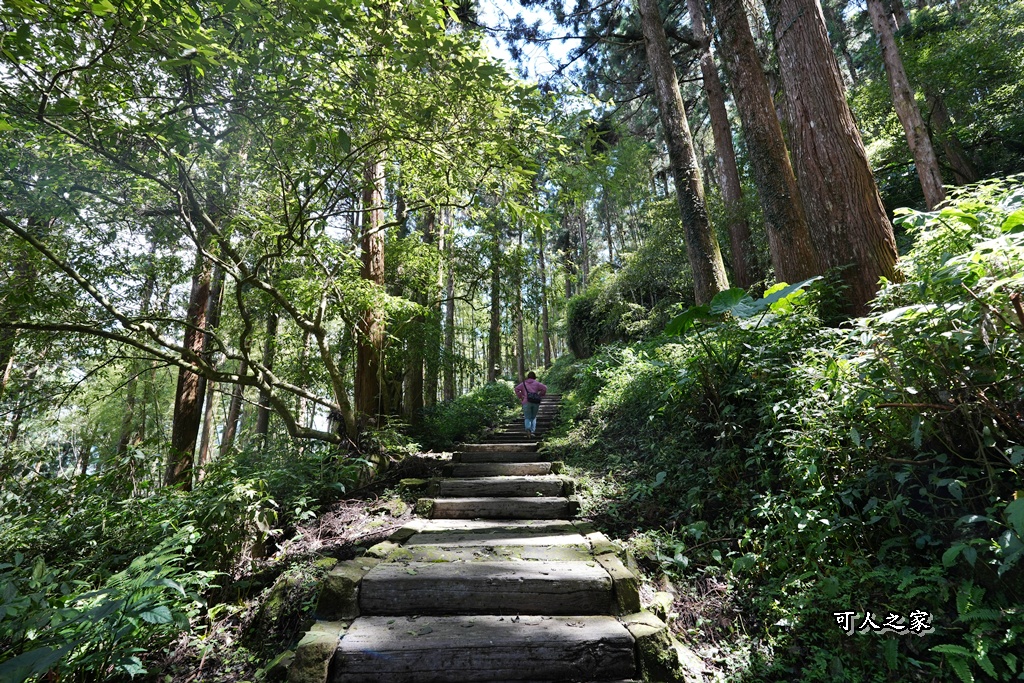 嘉義阿里山,拍照,杉木林,森林浴,療癒,石棹,秘境,網美,芬多精,輕旅行,避暑,雲之道步道