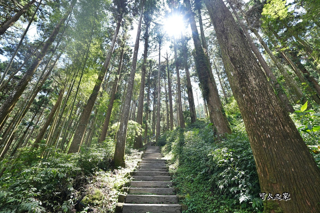 嘉義阿里山,拍照,杉木林,森林浴,療癒,石棹,秘境,網美,芬多精,輕旅行,避暑,雲之道步道