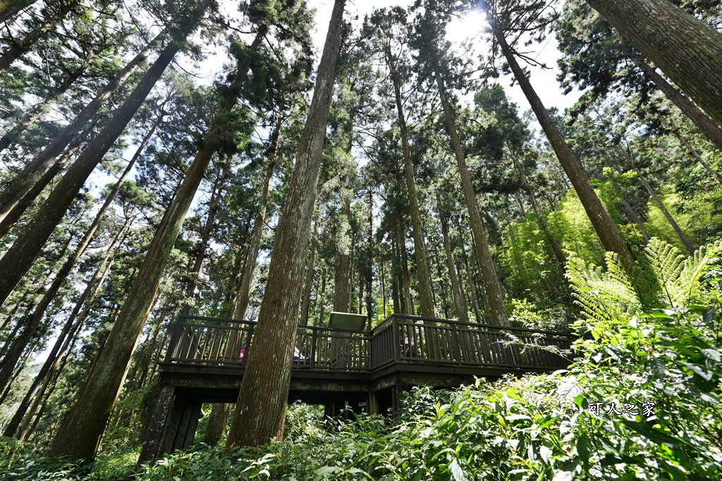 嘉義阿里山,拍照,杉木林,森林浴,療癒,石棹,秘境,網美,芬多精,輕旅行,避暑,雲之道步道
