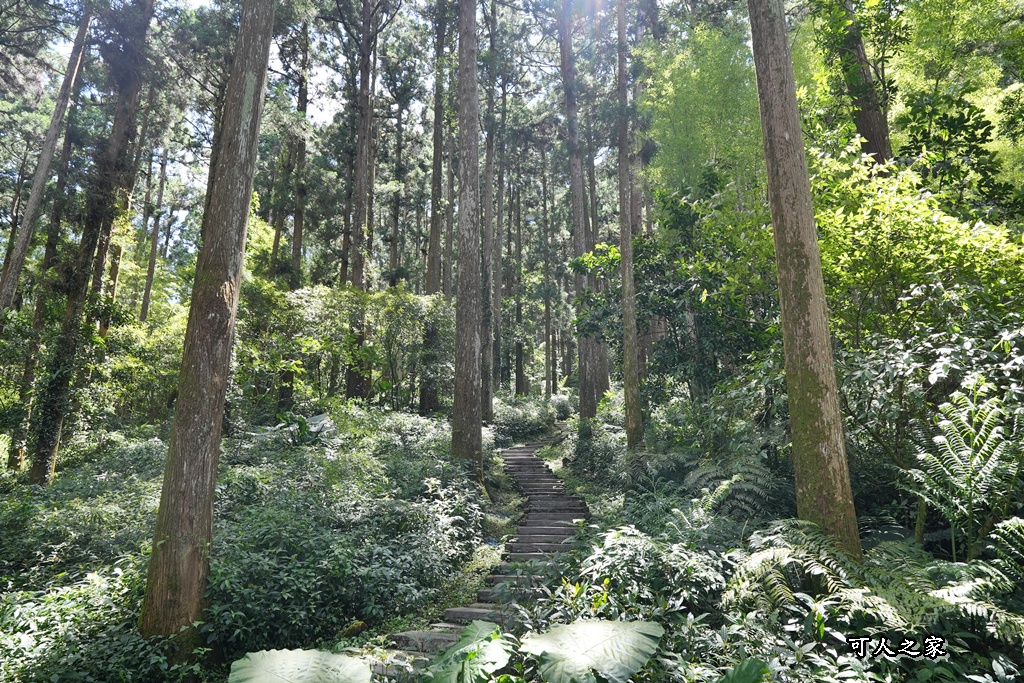 嘉義阿里山,拍照,杉木林,森林浴,療癒,石棹,秘境,網美,芬多精,輕旅行,避暑,雲之道步道
