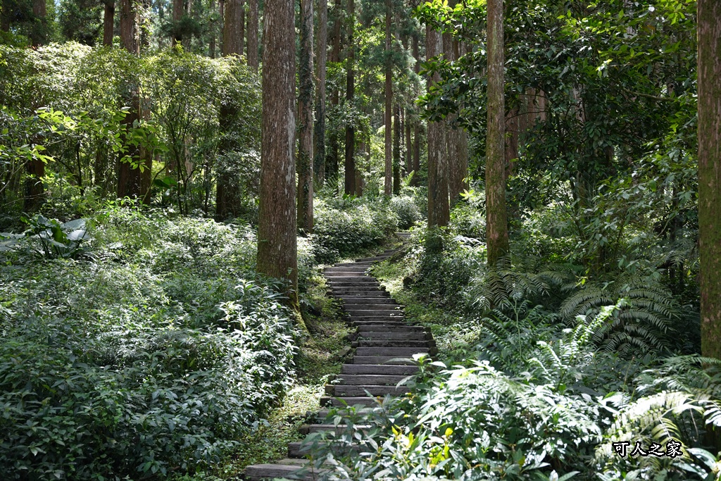 嘉義阿里山,拍照,杉木林,森林浴,療癒,石棹,秘境,網美,芬多精,輕旅行,避暑,雲之道步道