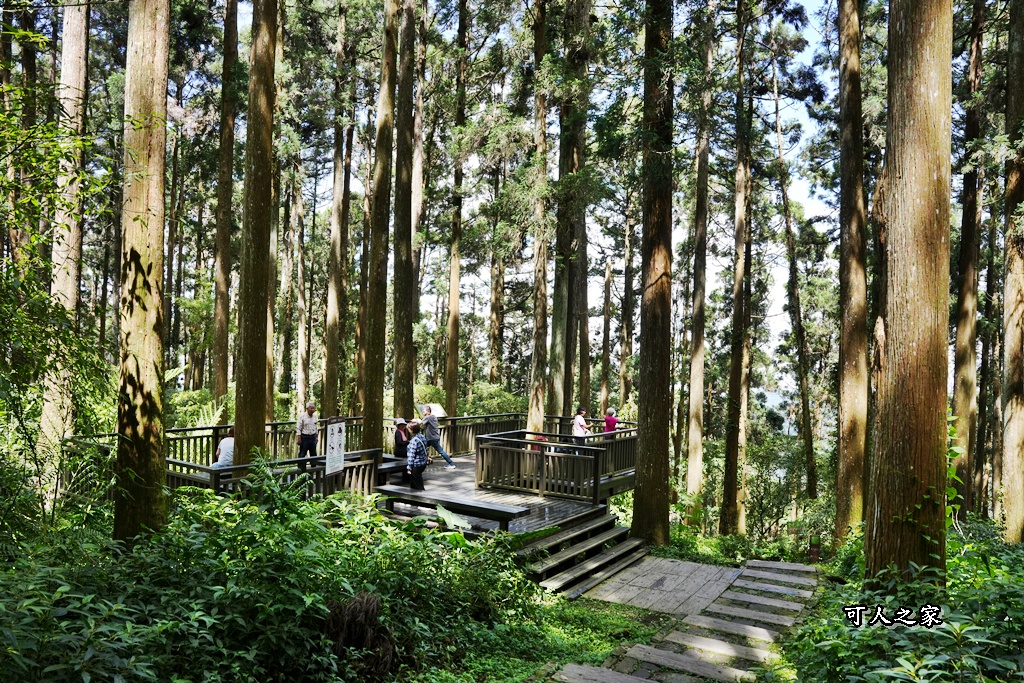 嘉義阿里山,拍照,杉木林,森林浴,療癒,石棹,秘境,網美,芬多精,輕旅行,避暑,雲之道步道