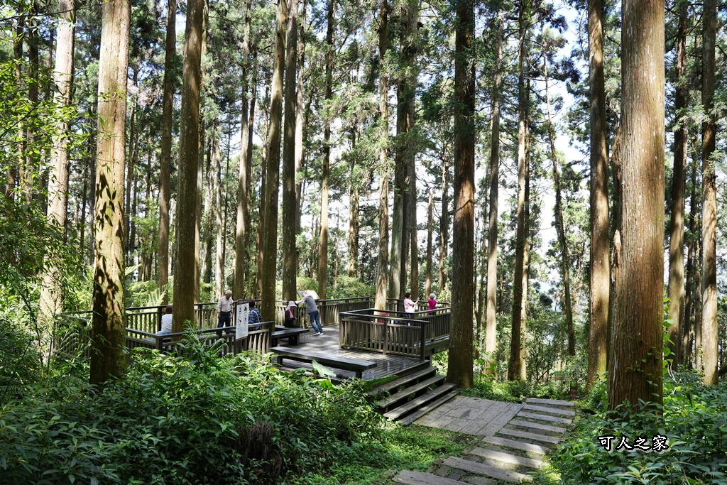 嘉義阿里山,拍照,杉木林,森林浴,療癒,石棹,秘境,網美,芬多精,輕旅行,避暑,雲之道步道