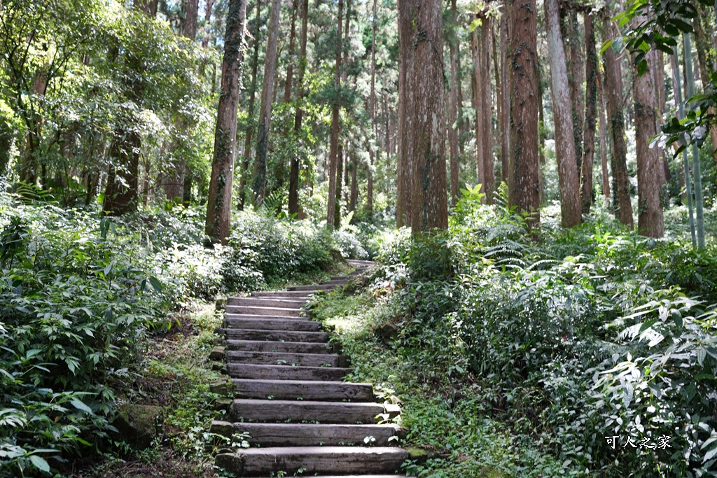嘉義阿里山,拍照,杉木林,森林浴,療癒,石棹,秘境,網美,芬多精,輕旅行,避暑,雲之道步道