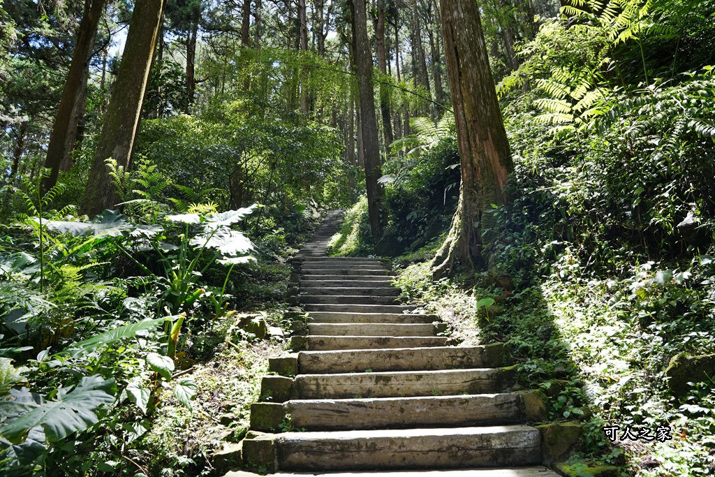 嘉義阿里山,拍照,杉木林,森林浴,療癒,石棹,秘境,網美,芬多精,輕旅行,避暑,雲之道步道