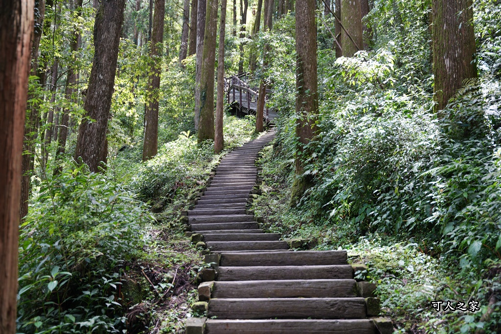 嘉義阿里山,拍照,杉木林,森林浴,療癒,石棹,秘境,網美,芬多精,輕旅行,避暑,雲之道步道