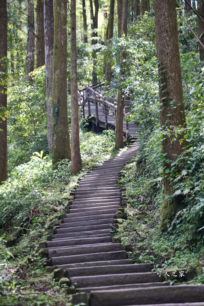 嘉義阿里山,拍照,杉木林,森林浴,療癒,石棹,秘境,網美,芬多精,輕旅行,避暑,雲之道步道