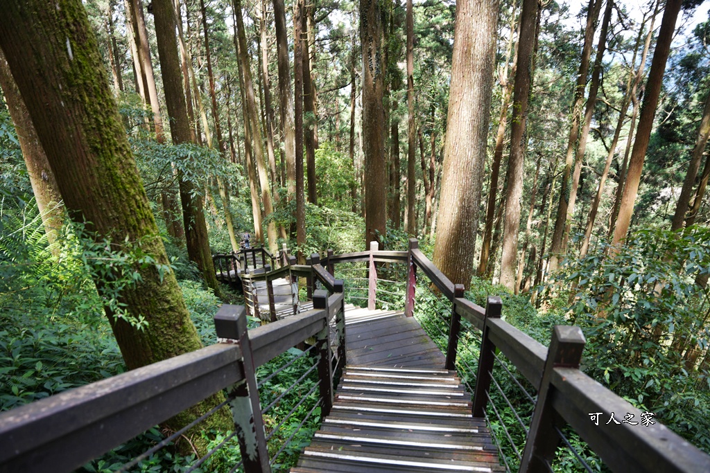 嘉義阿里山,拍照,杉木林,森林浴,療癒,石棹,秘境,網美,芬多精,輕旅行,避暑,雲之道步道