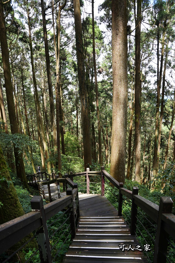 嘉義阿里山,拍照,杉木林,森林浴,療癒,石棹,秘境,網美,芬多精,輕旅行,避暑,雲之道步道