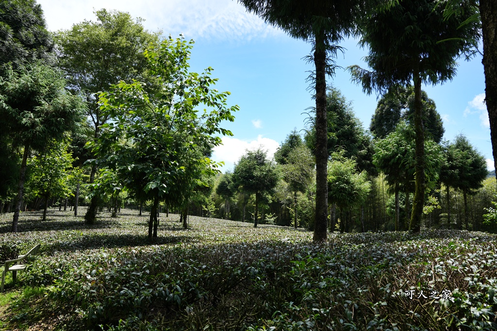 嘉義阿里山,拍照,杉木林,森林浴,療癒,石棹,秘境,網美,芬多精,輕旅行,避暑,雲之道步道