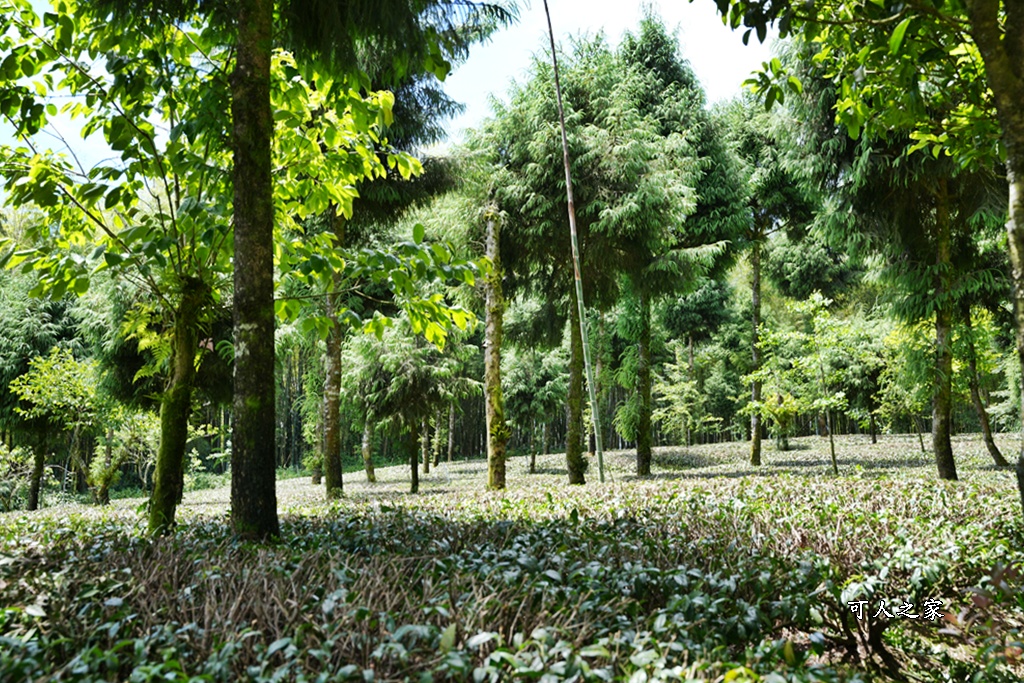 嘉義阿里山,拍照,杉木林,森林浴,療癒,石棹,秘境,網美,芬多精,輕旅行,避暑,雲之道步道
