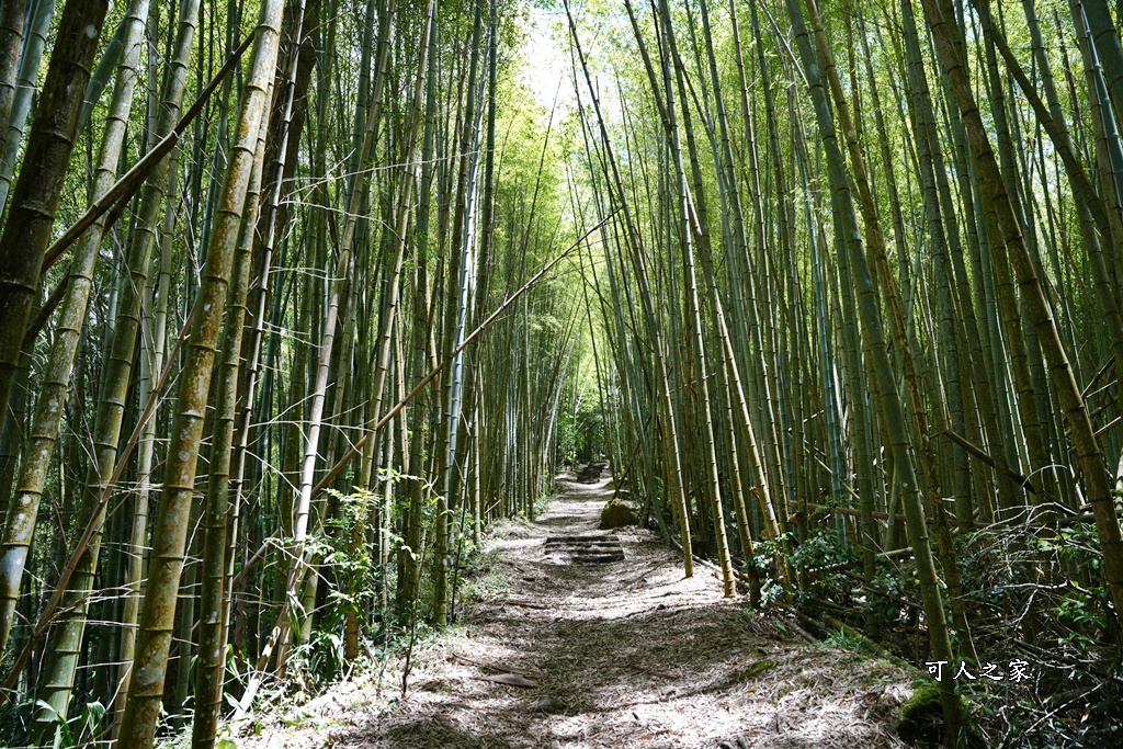 嘉義阿里山,拍照,杉木林,森林浴,療癒,石棹,秘境,網美,芬多精,輕旅行,避暑,雲之道步道