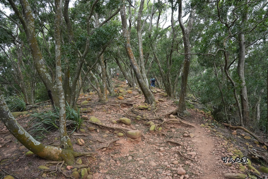 O型環狀,壯闊美景,奉茶隊,挑戰路線,火炎山大峽谷,登山健行,網美景點,苗栗一日遊,苗栗景點,苗栗火炎山步道,親子步道