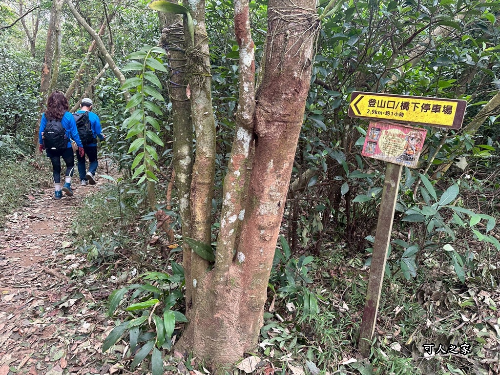 O型環狀,壯闊美景,奉茶隊,挑戰路線,火炎山大峽谷,登山健行,網美景點,苗栗一日遊,苗栗景點,苗栗火炎山步道,親子步道