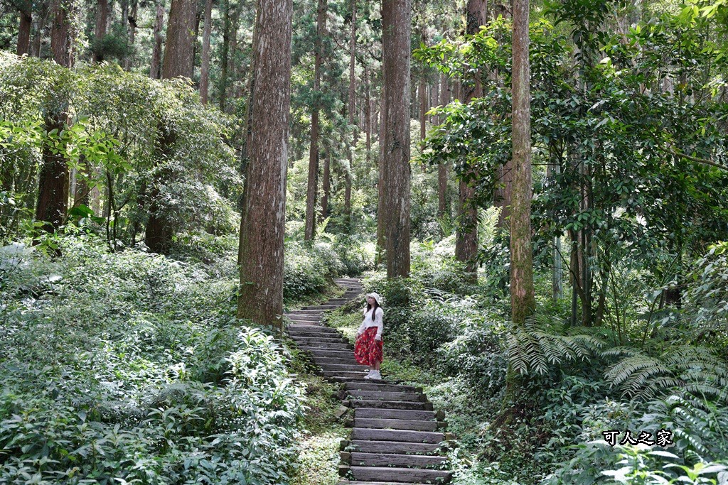 延伸閱讀：嘉義阿里山【雲之道步道】感受森林的寧靜與詩意，700公尺雲端漫步，芬多精吸飽再回家
