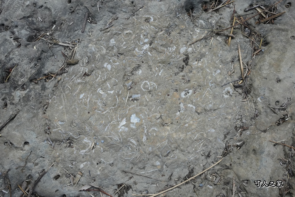 ig打卡,古坑景點,地質奇景,天長地久瀑布步道,森林浴,瀑布祕境,療癒系景點,自然寶庫,親子步道,貝殼化石,輕鬆健行,雲林古坑