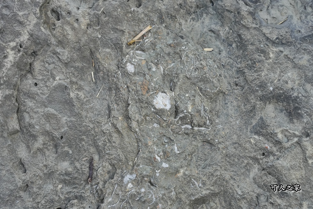 ig打卡,古坑景點,地質奇景,天長地久瀑布步道,森林浴,瀑布祕境,療癒系景點,自然寶庫,親子步道,貝殼化石,輕鬆健行,雲林古坑