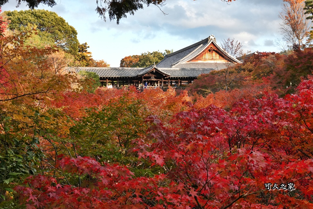 2025東福寺賞楓,京都必訪,京都楓葉,東福寺紅葉,楓葉攻略,楓葉秘境,賞楓心得,通天橋