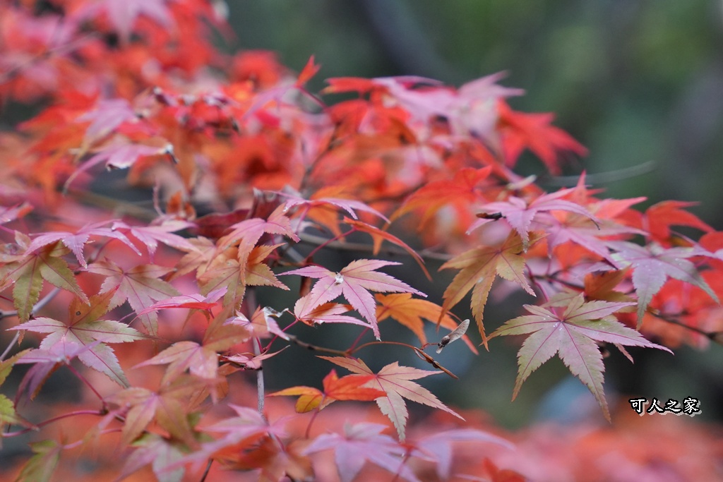 2025東福寺賞楓,京都必訪,京都楓葉,東福寺紅葉,楓葉攻略,楓葉秘境,賞楓心得,通天橋