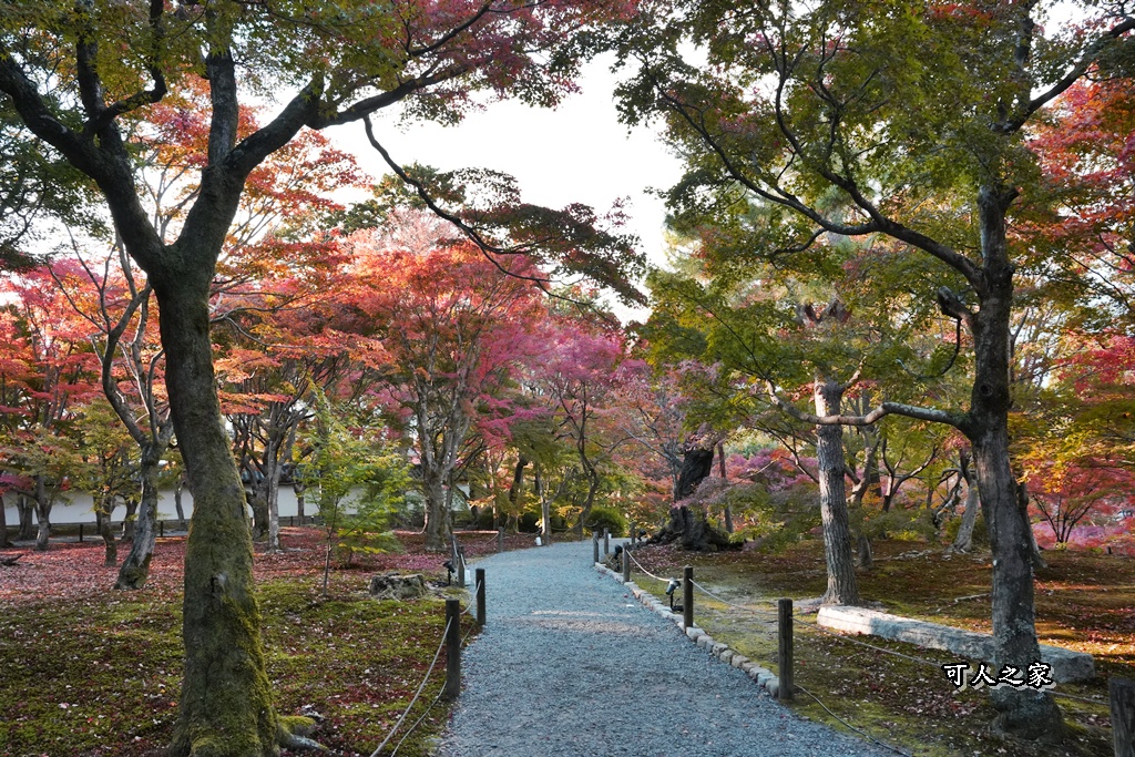 2025東福寺賞楓,京都必訪,京都楓葉,東福寺紅葉,楓葉攻略,楓葉秘境,賞楓心得,通天橋
