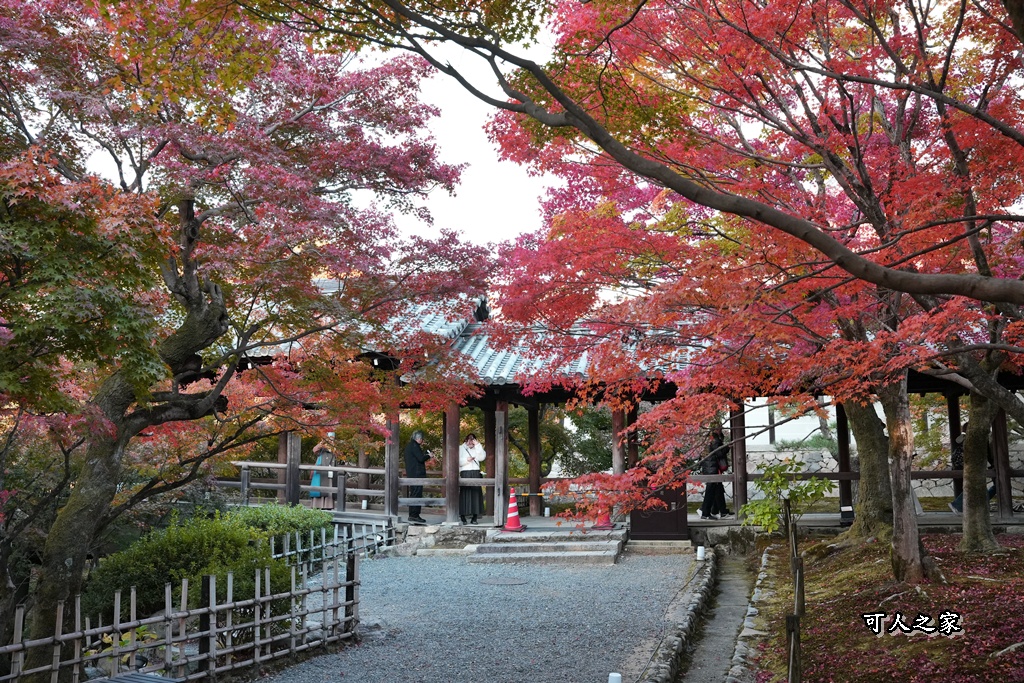 2025東福寺賞楓,京都必訪,京都楓葉,東福寺紅葉,楓葉攻略,楓葉秘境,賞楓心得,通天橋