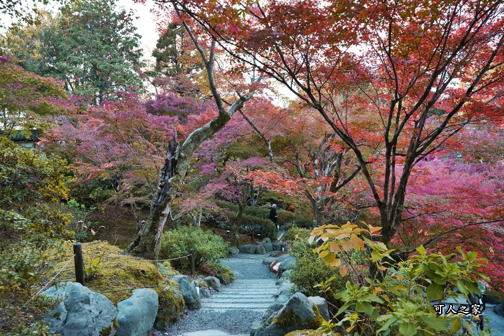 2025東福寺賞楓,京都必訪,京都楓葉,東福寺紅葉,楓葉攻略,楓葉秘境,賞楓心得,通天橋