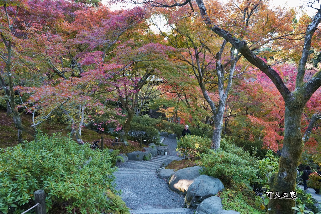 2025東福寺賞楓,京都必訪,京都楓葉,東福寺紅葉,楓葉攻略,楓葉秘境,賞楓心得,通天橋