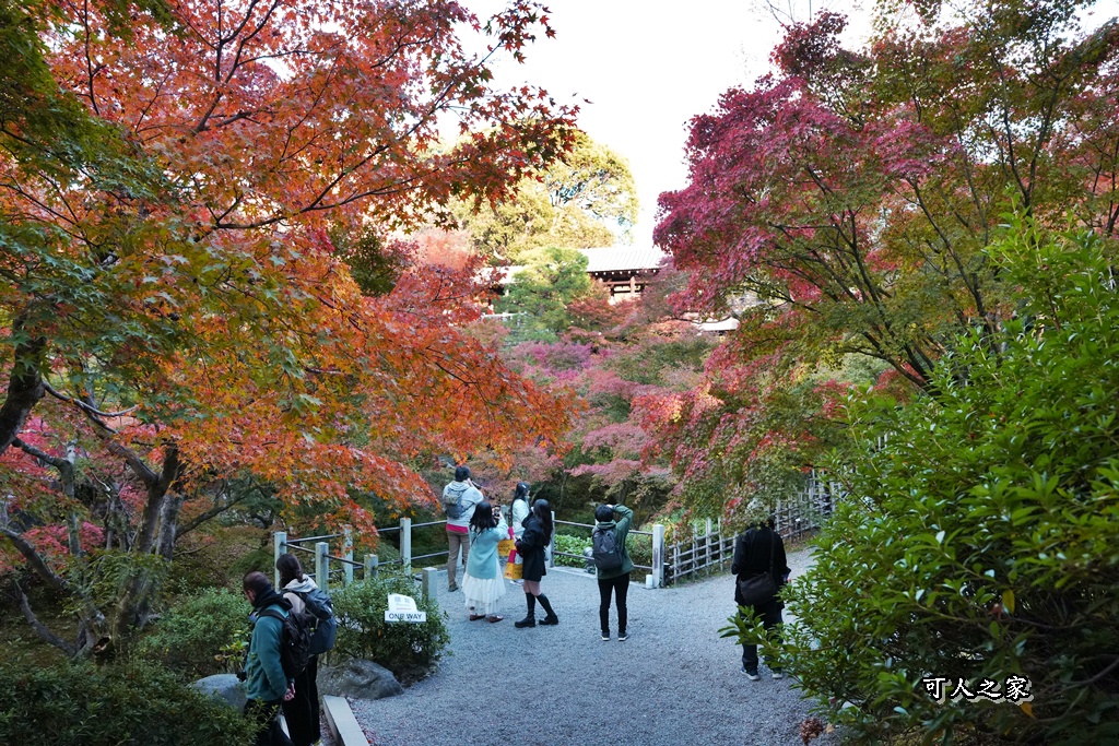 2025東福寺賞楓,京都必訪,京都楓葉,東福寺紅葉,楓葉攻略,楓葉秘境,賞楓心得,通天橋