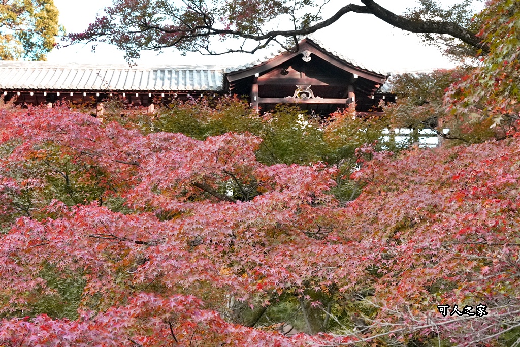 2025東福寺賞楓,京都必訪,京都楓葉,東福寺紅葉,楓葉攻略,楓葉秘境,賞楓心得,通天橋