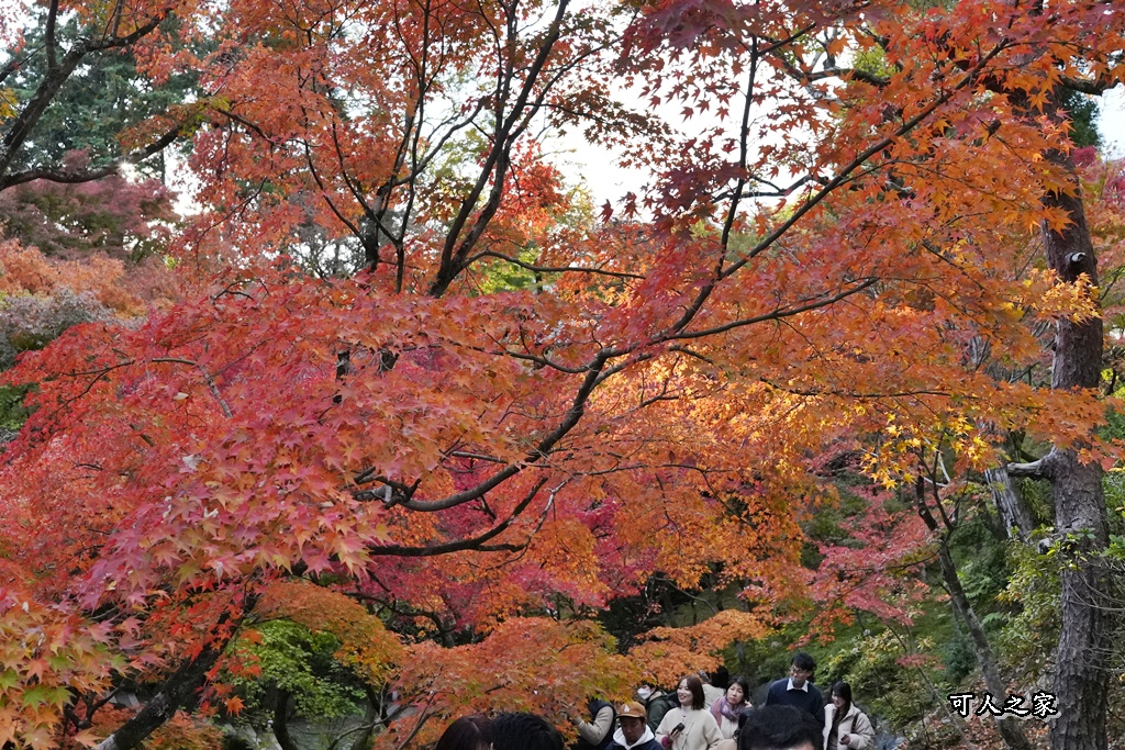 2025東福寺賞楓,京都必訪,京都楓葉,東福寺紅葉,楓葉攻略,楓葉秘境,賞楓心得,通天橋