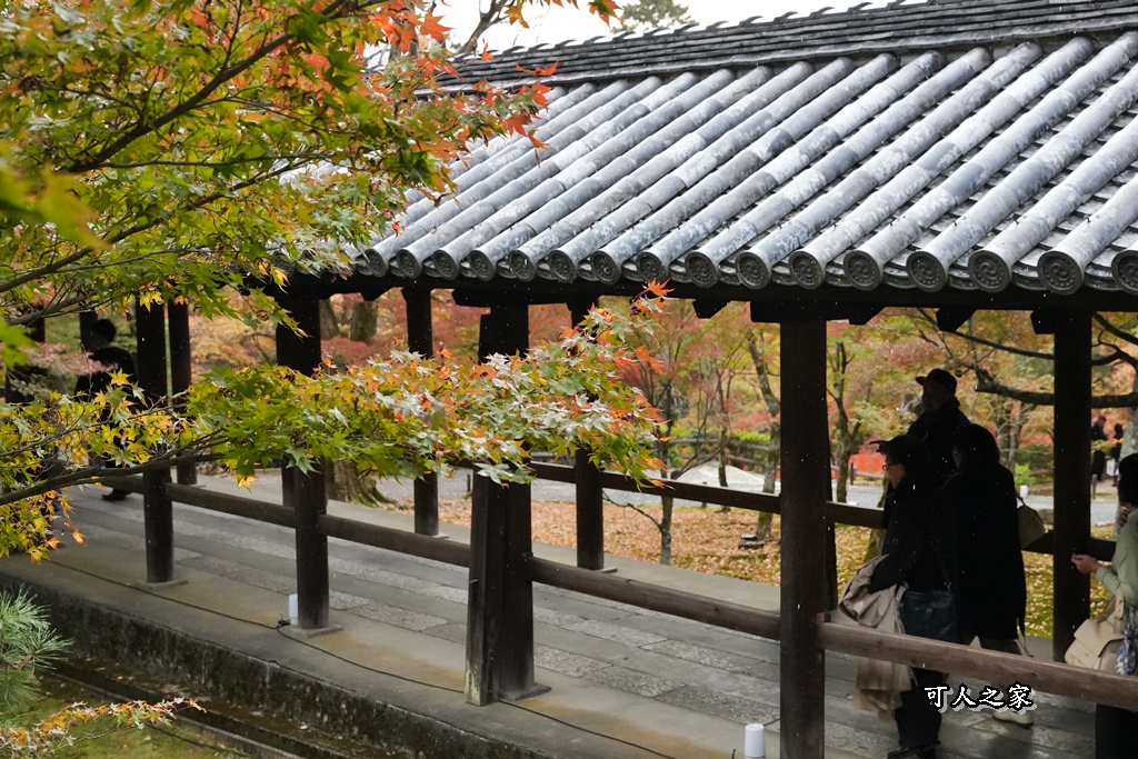2025東福寺賞楓,京都必訪,京都楓葉,東福寺紅葉,楓葉攻略,楓葉秘境,賞楓心得,通天橋