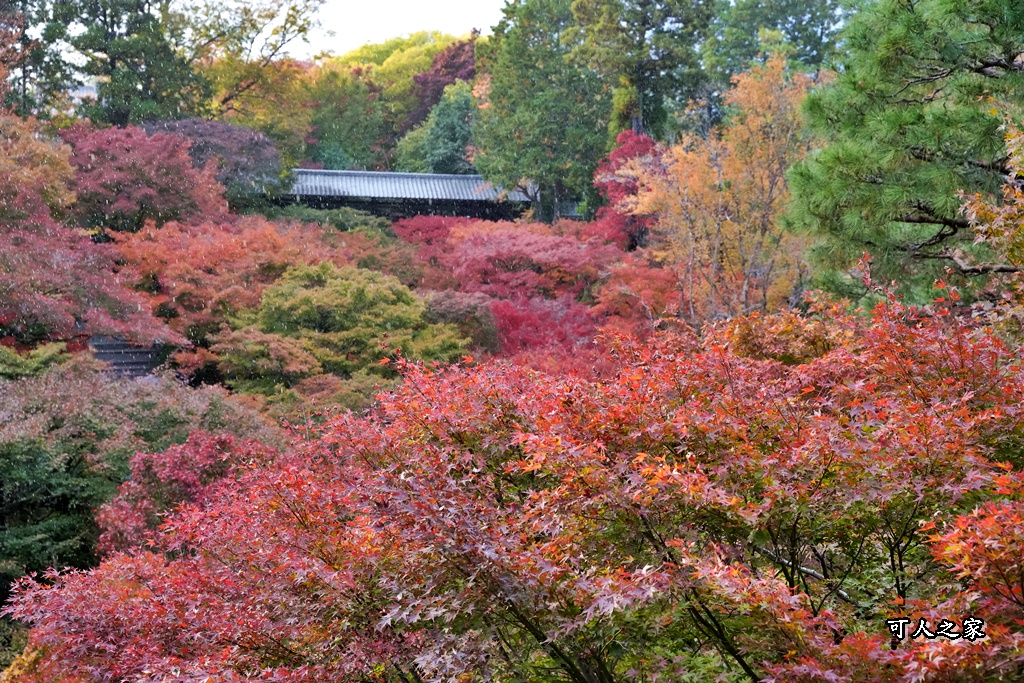 2025東福寺賞楓,京都必訪,京都楓葉,東福寺紅葉,楓葉攻略,楓葉秘境,賞楓心得,通天橋