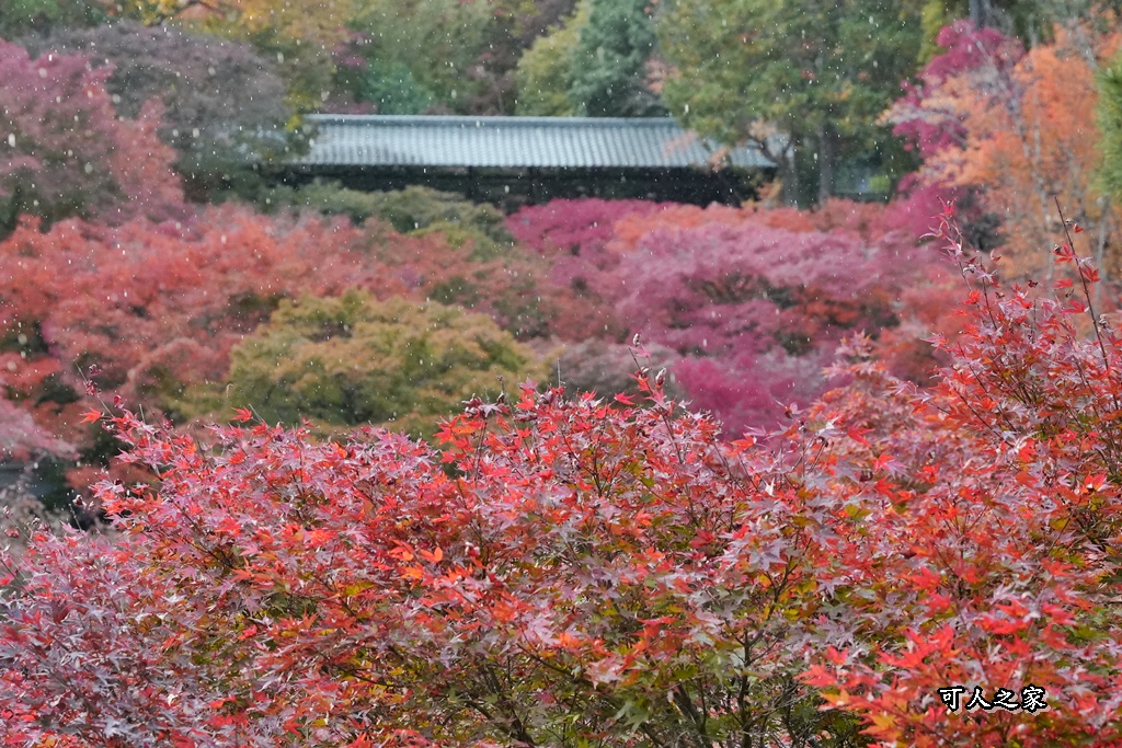 2025東福寺賞楓,京都必訪,京都楓葉,東福寺紅葉,楓葉攻略,楓葉秘境,賞楓心得,通天橋