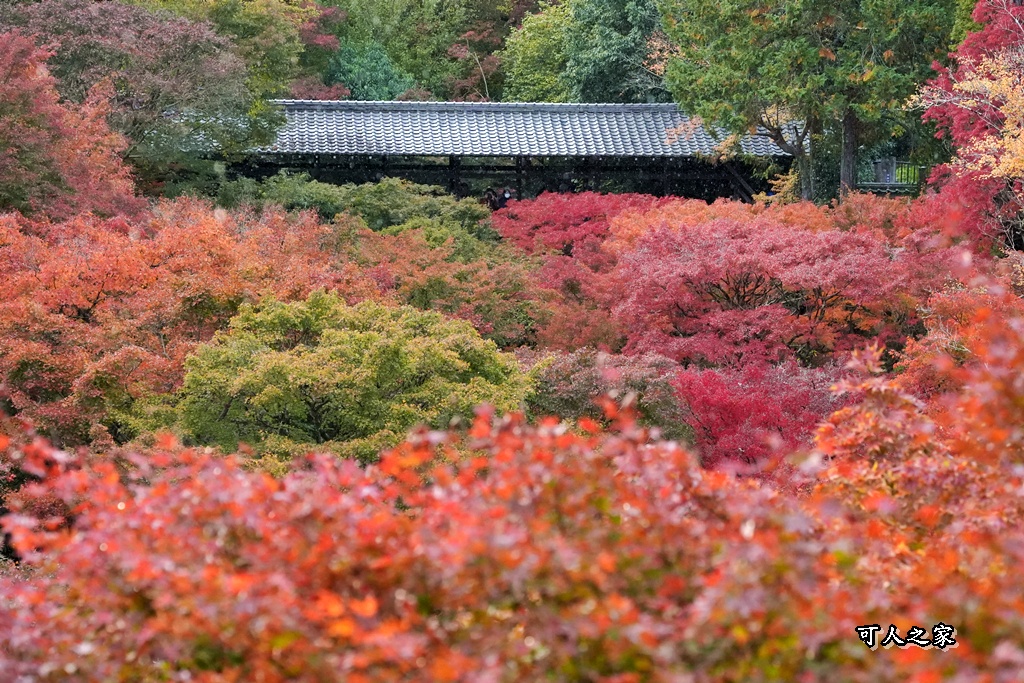 2025東福寺賞楓,京都必訪,京都楓葉,東福寺紅葉,楓葉攻略,楓葉秘境,賞楓心得,通天橋