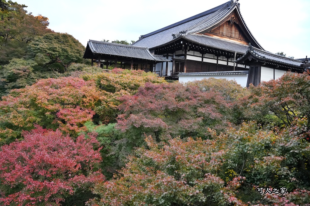 2025東福寺賞楓,京都必訪,京都楓葉,東福寺紅葉,楓葉攻略,楓葉秘境,賞楓心得,通天橋