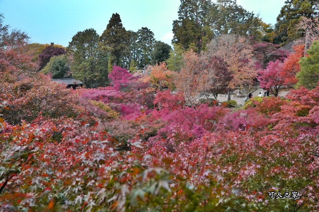2025東福寺賞楓,京都必訪,京都楓葉,東福寺紅葉,楓葉攻略,楓葉秘境,賞楓心得,通天橋