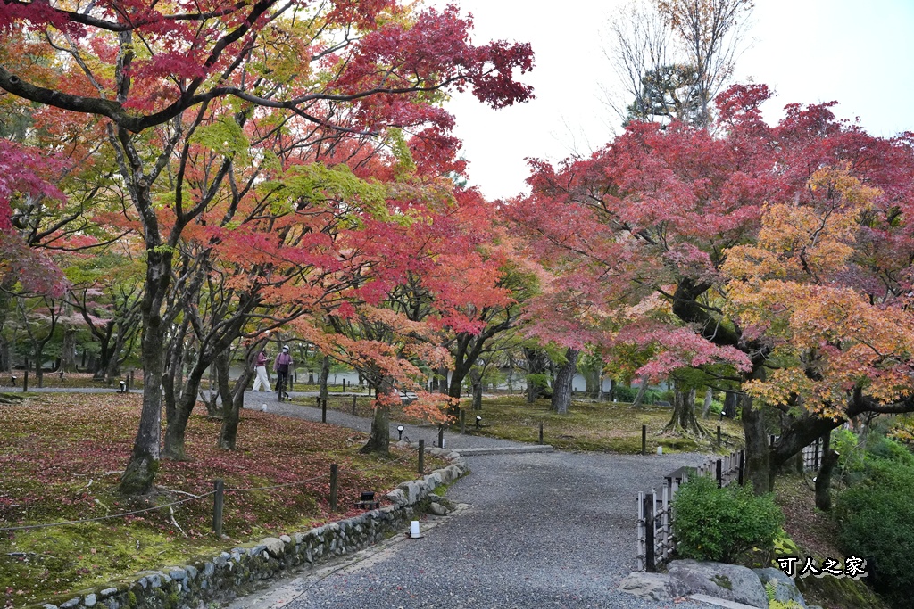 2025東福寺賞楓,京都必訪,京都楓葉,東福寺紅葉,楓葉攻略,楓葉秘境,賞楓心得,通天橋