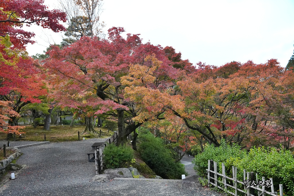 2025東福寺賞楓,京都必訪,京都楓葉,東福寺紅葉,楓葉攻略,楓葉秘境,賞楓心得,通天橋