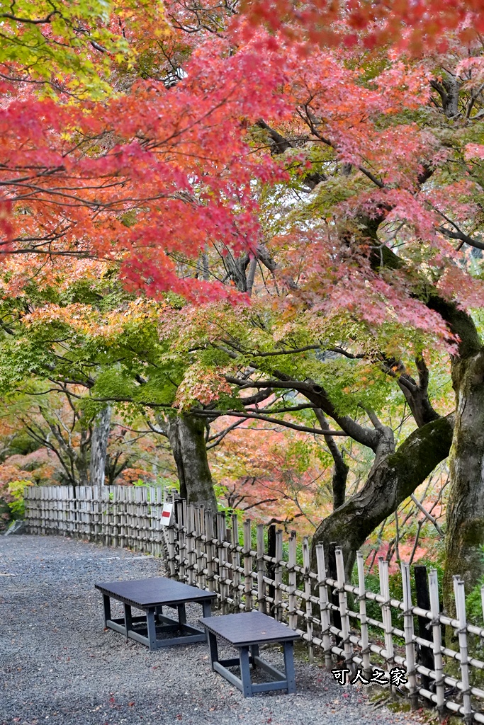 2025東福寺賞楓,京都必訪,京都楓葉,東福寺紅葉,楓葉攻略,楓葉秘境,賞楓心得,通天橋