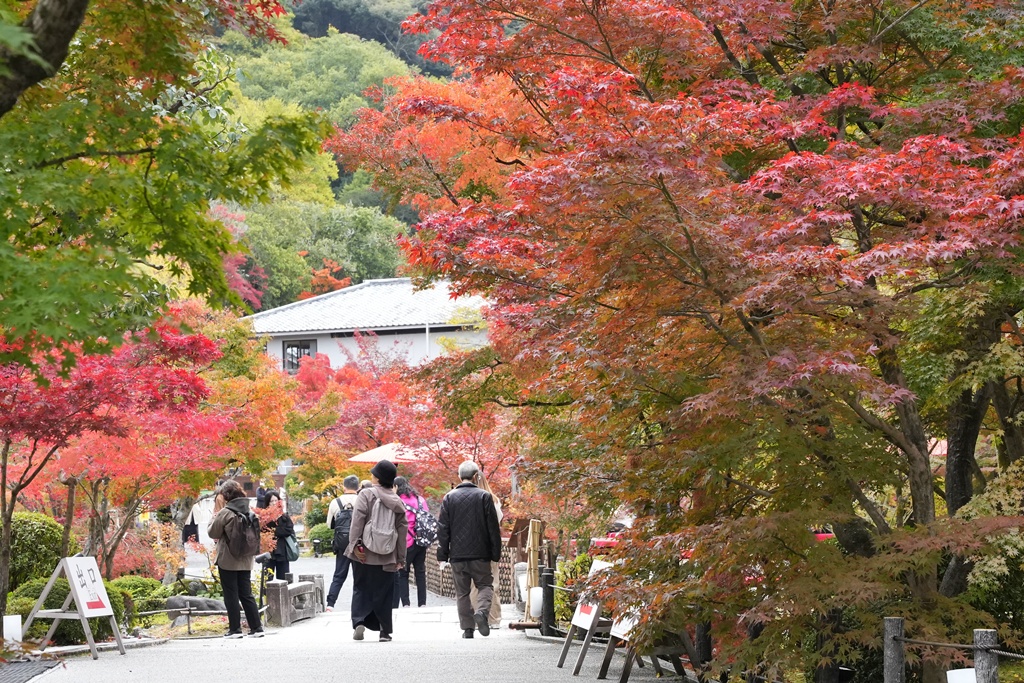 2025永觀堂,京都一日遊,京都必去,京都紅葉,京都賞楓,南禪寺,天授庵,日本賞楓攻略,楓葉季,永觀堂,永觀堂交通,永觀堂夜間參觀,永觀堂放生池,永觀堂茶點,永觀堂賞楓,永觀堂門票,關西賞楓