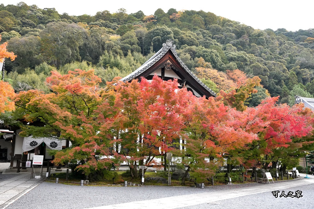 2025永觀堂,京都一日遊,京都必去,京都紅葉,京都賞楓,南禪寺,天授庵,日本賞楓攻略,楓葉季,永觀堂,永觀堂交通,永觀堂夜間參觀,永觀堂放生池,永觀堂茶點,永觀堂賞楓,永觀堂門票,關西賞楓