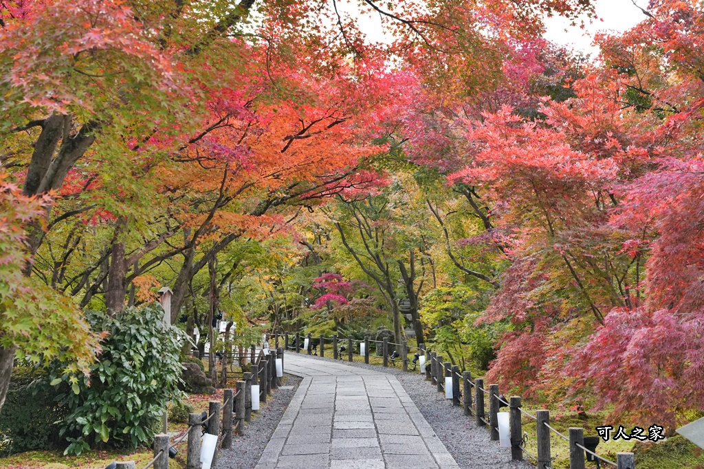 2025永觀堂,京都一日遊,京都必去,京都紅葉,京都賞楓,南禪寺,天授庵,日本賞楓攻略,楓葉季,永觀堂,永觀堂交通,永觀堂夜間參觀,永觀堂放生池,永觀堂茶點,永觀堂賞楓,永觀堂門票,關西賞楓