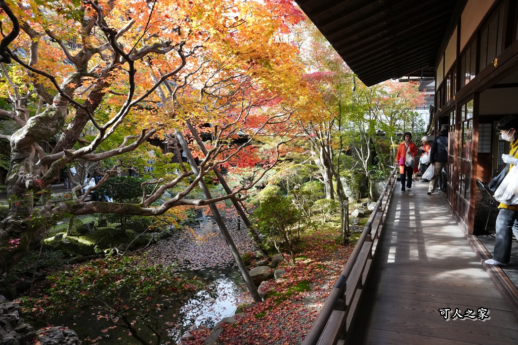 2025永觀堂,京都一日遊,京都必去,京都紅葉,京都賞楓,南禪寺,天授庵,日本賞楓攻略,楓葉季,永觀堂,永觀堂交通,永觀堂夜間參觀,永觀堂放生池,永觀堂茶點,永觀堂賞楓,永觀堂門票,關西賞楓