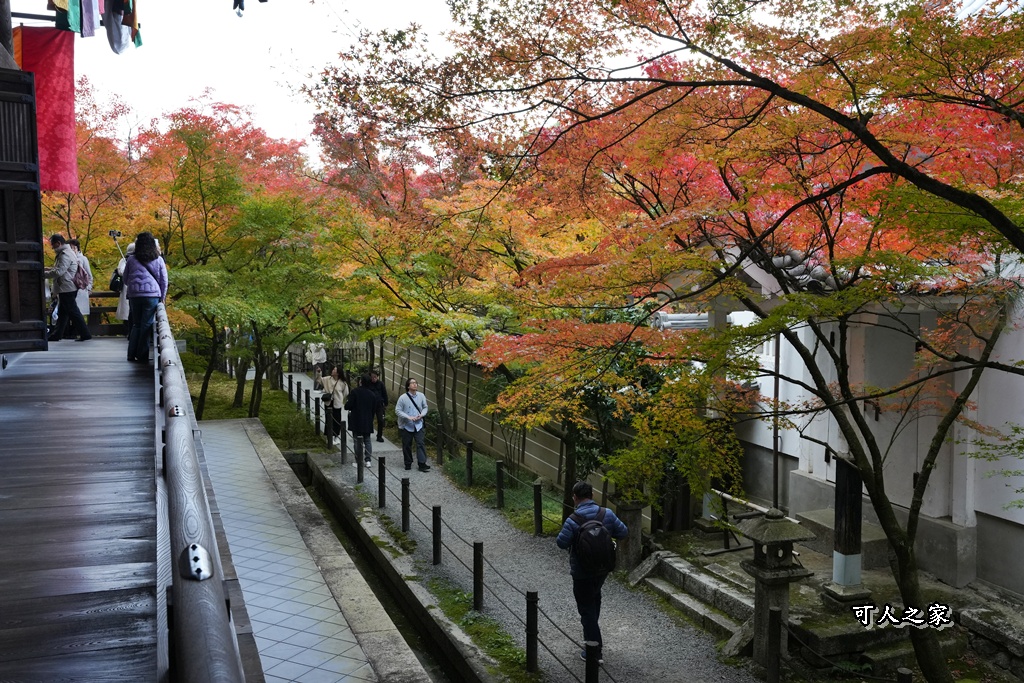 2025永觀堂,京都一日遊,京都必去,京都紅葉,京都賞楓,南禪寺,天授庵,日本賞楓攻略,楓葉季,永觀堂,永觀堂交通,永觀堂夜間參觀,永觀堂放生池,永觀堂茶點,永觀堂賞楓,永觀堂門票,關西賞楓