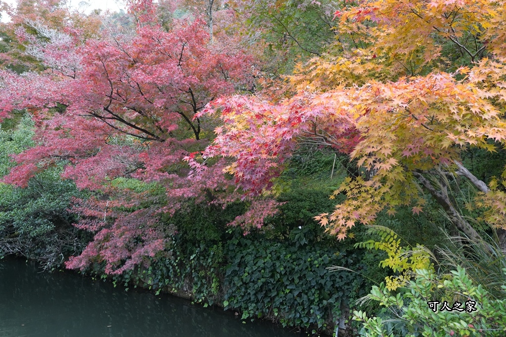 2025永觀堂,京都一日遊,京都必去,京都紅葉,京都賞楓,南禪寺,天授庵,日本賞楓攻略,楓葉季,永觀堂,永觀堂交通,永觀堂夜間參觀,永觀堂放生池,永觀堂茶點,永觀堂賞楓,永觀堂門票,關西賞楓
