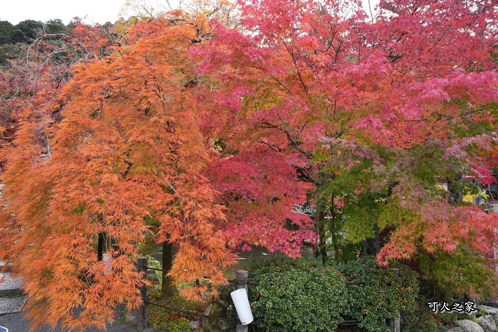 2025永觀堂,京都一日遊,京都必去,京都紅葉,京都賞楓,南禪寺,天授庵,日本賞楓攻略,楓葉季,永觀堂,永觀堂交通,永觀堂夜間參觀,永觀堂放生池,永觀堂茶點,永觀堂賞楓,永觀堂門票,關西賞楓