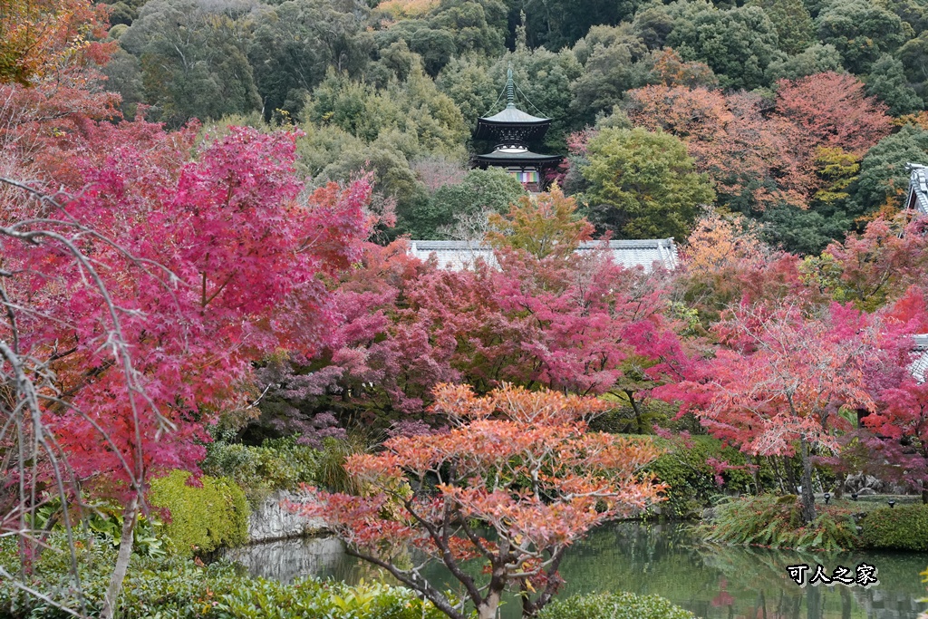 2025永觀堂,京都一日遊,京都必去,京都紅葉,京都賞楓,南禪寺,天授庵,日本賞楓攻略,楓葉季,永觀堂,永觀堂交通,永觀堂夜間參觀,永觀堂放生池,永觀堂茶點,永觀堂賞楓,永觀堂門票,關西賞楓